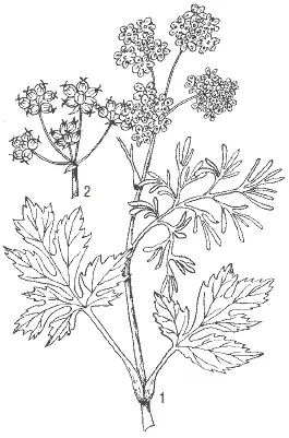 Рис 29 Кориандр 1 ветвь с листьями и соцветиями 2 зонтик с плодами В - фото 29