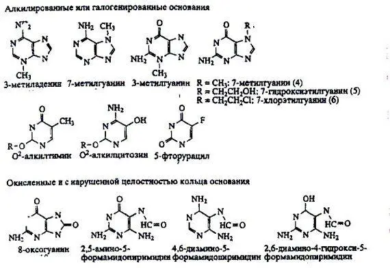 Рисунок 4 Типы повреждений оснований репарируемые системой BER Здесь можно - фото 6