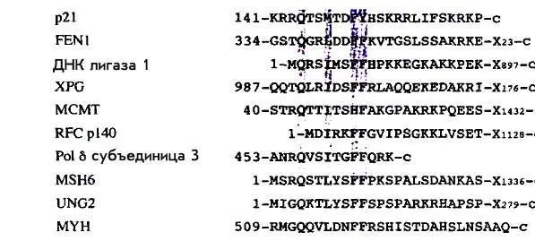 Рисунок 7 Белки имеющие сайт QXXILMXXFNFY для связывания с PCNA - фото 12