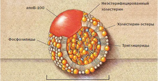 Рис 1 ЛПНПчастица липопротеин низкой плотности с диаметром 225275 - фото 1