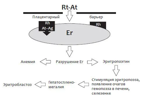 Рис 2 Патогенез анемии и эритробластоза у плода при гемолитической болезни - фото 4