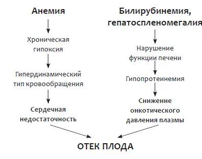 Рис 3 Патогенез отечного синдрома у плода при гемолитической болезни При - фото 5