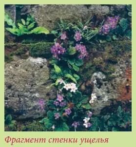 На стенках ущелья часто высаживают фиалки папоротники адиантум и асплениум - фото 26