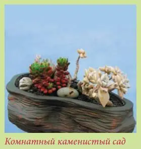 Комнатный каменистый сад по сути все тот же миниатюрный рокарий только - фото 35