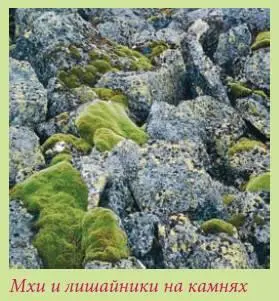 Сланцы имеют красивые оттенки сероголубого или лилового цвета Этот камень - фото 38