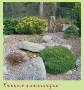 Корневищные травянистые многолетники Есть примечательные параметры растения - фото 45