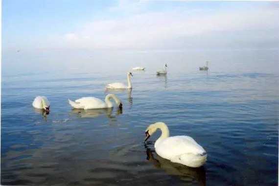 В плавном изгибе руки водная гладь Ты к лилиям прикоснись и их как - фото 3