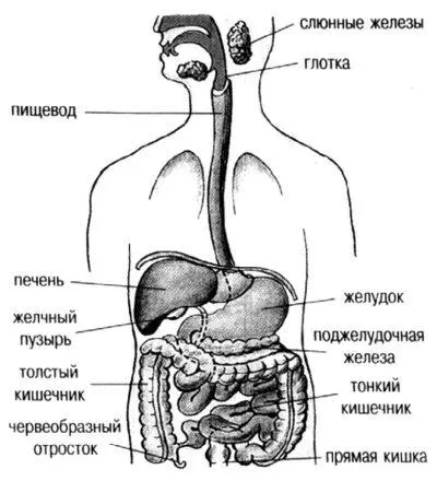 Строение пищеварительной системы Начальным этапом пищеварительной системы - фото 1