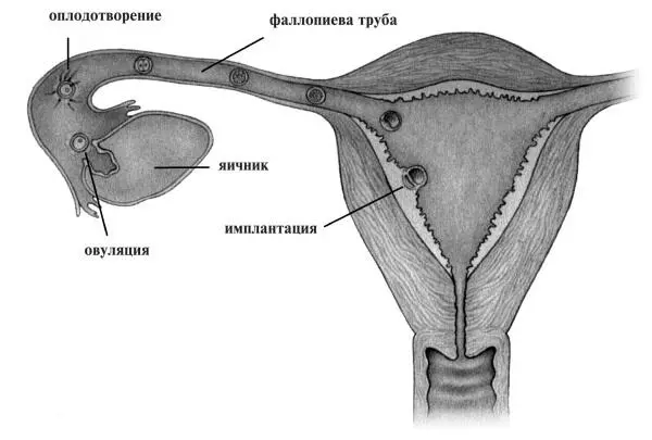 Одна неделя яйцеклетка встречается со сперматозоидом Имплантация эмбриона - фото 12