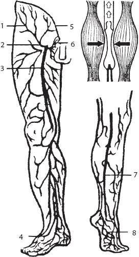 Рис 12 Кожные вены нижней конечности вид спереди и сзади и схема мышечного - фото 21