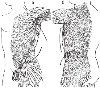 Рис 15 Поверхностные лимфатические сосуды а передней поверхности тела б - фото 24