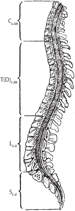 Рис 16 Сегментарное деление спинного мозга СI VII шейный отдел TDI - фото 25