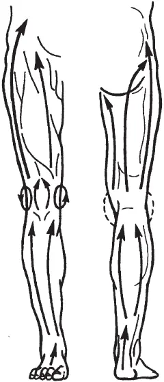 Рис 51 Направление основных массажных движений на нижних конечностях - фото 60
