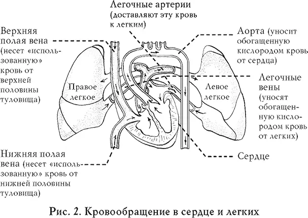 В здоровом сердце коронарные артерии свободно проходимы кровь непрерывно течет - фото 6
