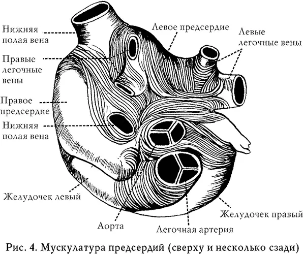 Глава 2 Что такое атеросклероз Атеросклероз хроническое заболевание - фото 9