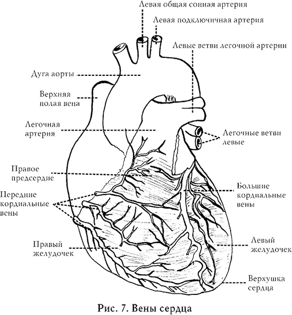 Наиболее значимым является лецитин который препятствует отложению холестерина - фото 15