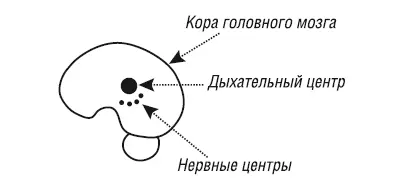 Рис 9Головной мозг и дыхательный центр Исследования показали что во время - фото 9