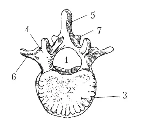 Рис 1 Позвонок человека вид сверху 1 позвоночный канал 2 тело - фото 1