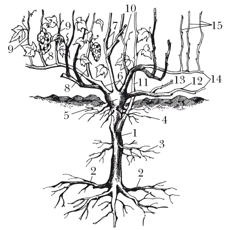 Рис 1 Строение виноградного куста 1 корневой штамб 2 пяточные корни 3 - фото 1