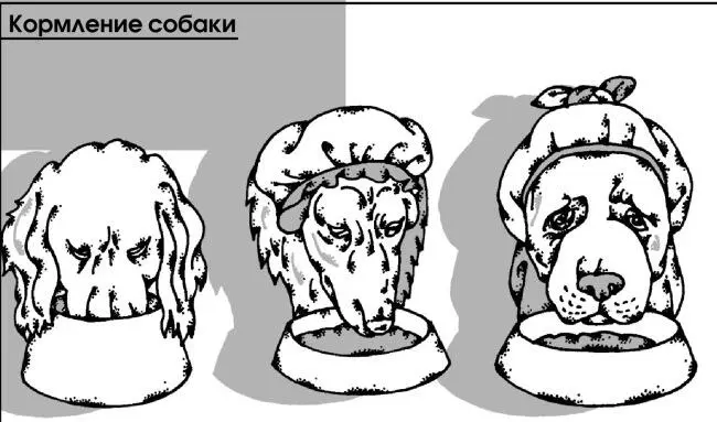 Сырое и вареное мясо перед скармливанием разрезают на небольшие куски а - фото 49