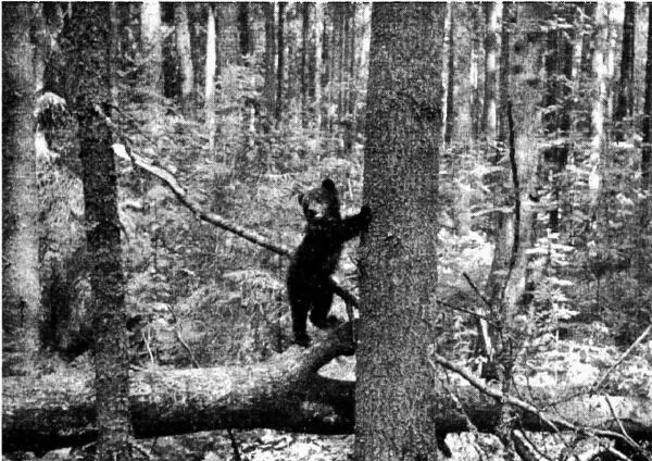 Первая прогулка Позже я стал уводить медвежат в лес после утренней кормежки т - фото 8