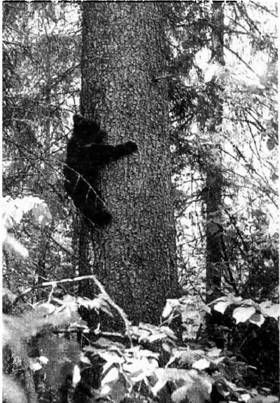 В трехмесячном возрасте медвежонок может взобраться на толстое дерево Уже с - фото 9