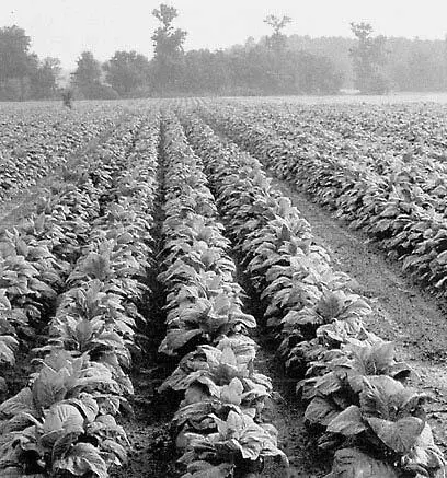 Табачная плантация Дочерние твердые продукты распадающегося радона прочно - фото 16
