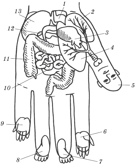 Рис 5 Система соответствия тела ладонной поверхности левой кисти 1 - фото 17