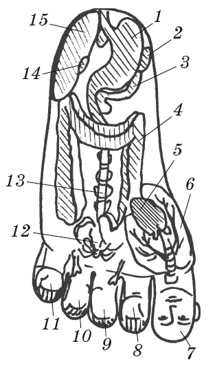Рис 7 Система соответствия тела подошвенной части левой стопы 1 желудок 2 - фото 19