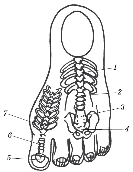 Рис 8 Система соответствия тела тыльной стороне левой стопы 1 IXXII - фото 20