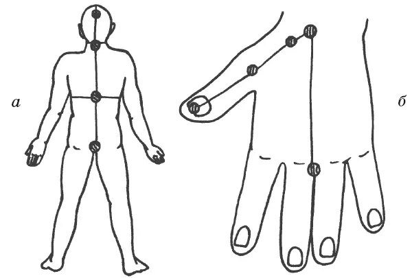 Рис 13 Соответствие срединной линии тела линиям тыльной поверхности кисти а - фото 27