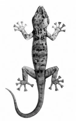 Илл 6 Сокотрийский геккон Phyllodactylus Все существующие животные овцы - фото 6