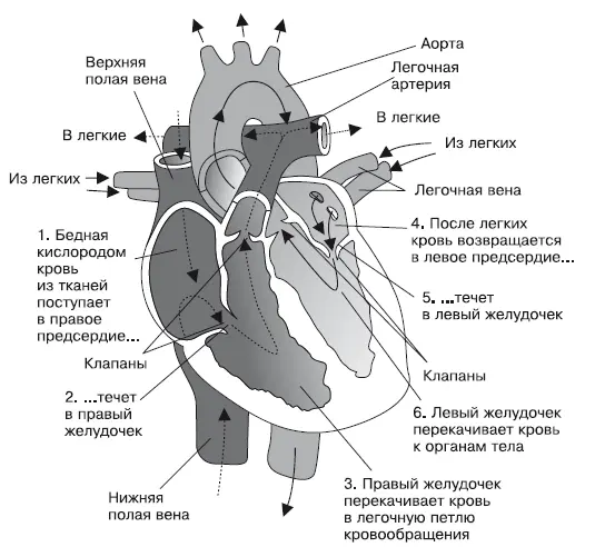 Рис 11Строение сердца Циркуляция крови от правого желудочка до левого - фото 1