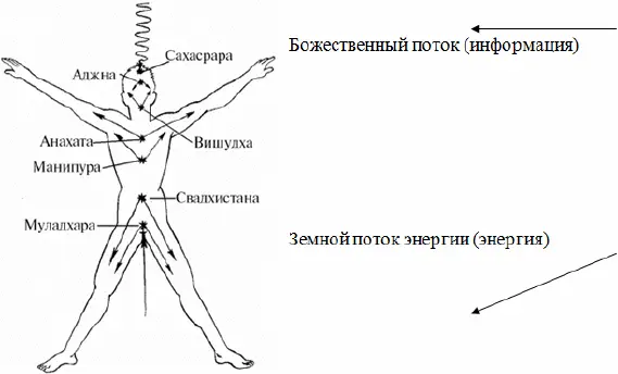 Вырисовывается следующая более детальная картина строения человека - фото 11