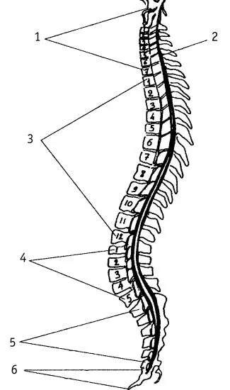 Рис 1 Отделы позвоночника 1 шейный отдел 2 грудной отдел 3 - фото 2
