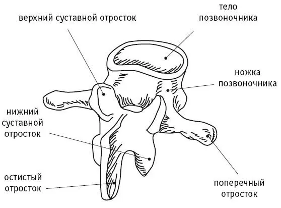 Рис 2 Строение позвонка Остистые отростки мы можем и видеть воочию и без - фото 3