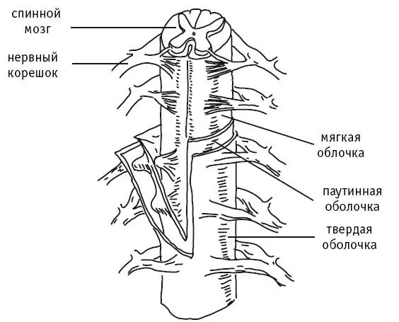 Рис 4 Спинной мозг и нервные корешки Они содержат чувствительные - фото 5