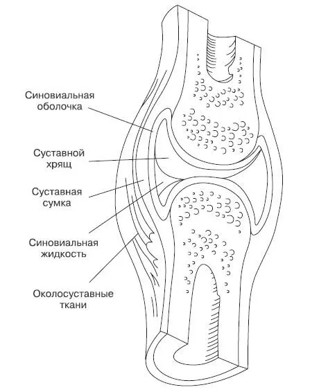 Рис 12Строение коленного сустава Хрящ самая важная составляющая сустава - фото 4