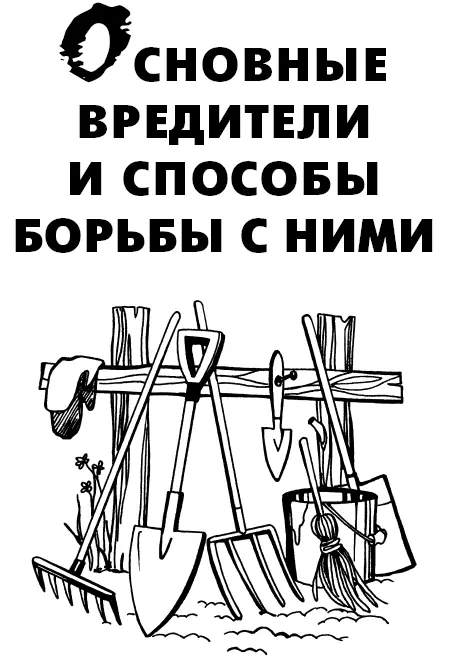 Основные вредители и способы борьбы с ними Огромный ущерб саду и огороду - фото 2