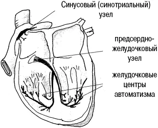 Рис 1Водители ритма При синусовом ритме нормальная частота сердечных - фото 2