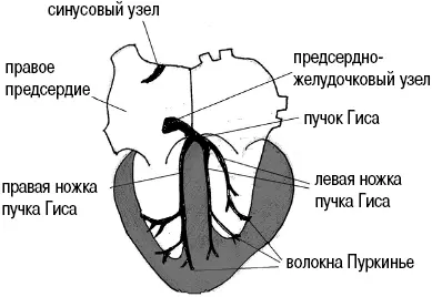 Рис 11Проводящая система сердца Блокада правой ножки пучка Гиса Если - фото 13