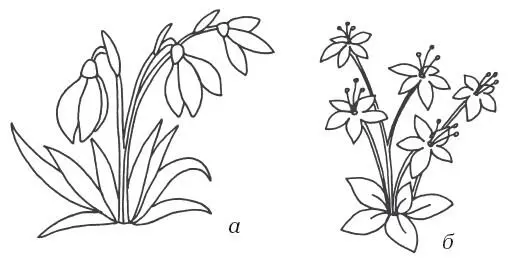 Рисунок 5 Весенние цветы для росписи цветочных горшков а подснежники б - фото 10