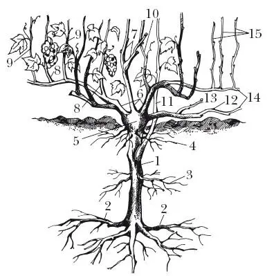 Рис 1 Строение виноградного куста 1 корневой штамб 2 пяточные корни 3 - фото 2