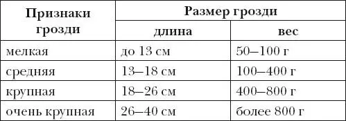 Признаки Размер грозди грозди длина вес мелкая до 13 см 50100 г средняя 1318 - фото 10