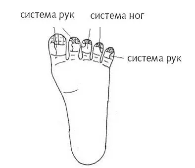 Рис 7 б Зонирование стопы по минисистеме подобия Рис 7 в Зонирование - фото 25