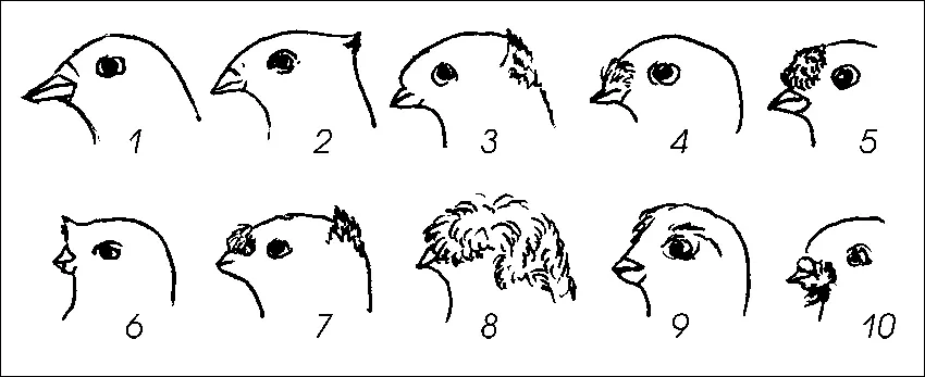 Рис 2 Перьевые украшения на голове 1 бесчубый 2 острочубый хохолок - фото 3