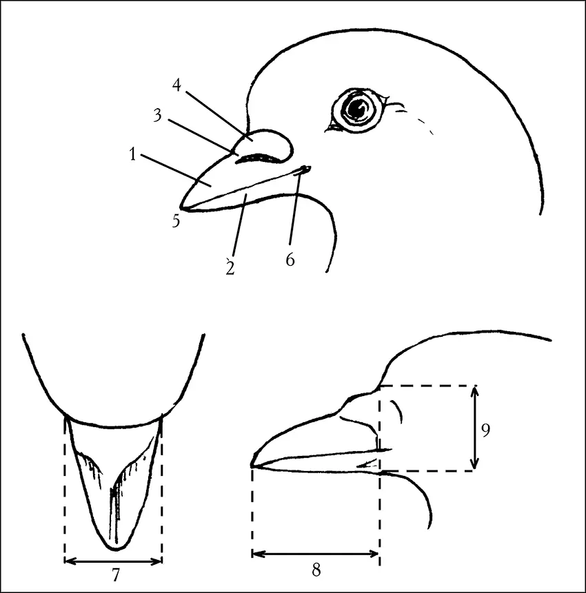 Рис 3 Клюв голубя 1 надклювье 2 подклювье 3 ноздри носовые щели 4 - фото 4
