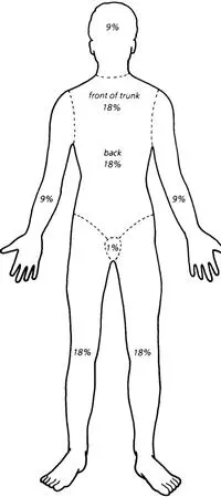 Рис 3 Правило девяток Для определения площади поражения у взрослого - фото 10