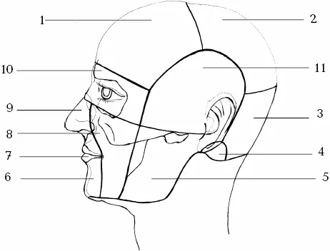 Схема областей головы 1Frontalis лобная 2Parietalis теменная - фото 1