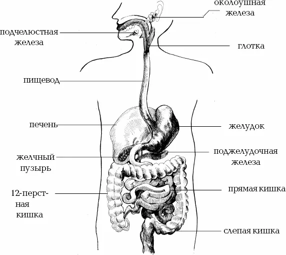 Рис 1 Пищеварительная система Мы не пытаемся пропагандировать методы - фото 1